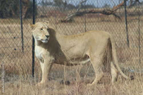 Photo taken in Lion and Safaripark, Broederstroom, South Africa. photo