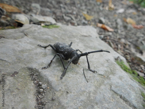 insects stag beetle red book black sea forest rare insect beautiful chitinous cover