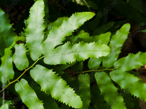 Lygodium microphyllum is green leaves, natural dark background & wallpaper. 