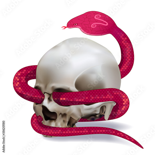 Human skull entwined by snake