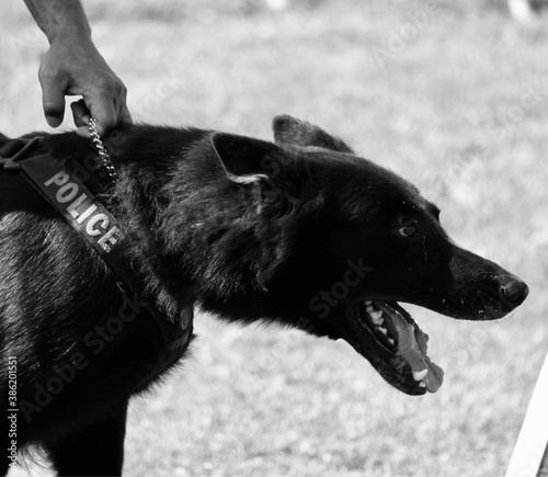 black and white photography of police dog