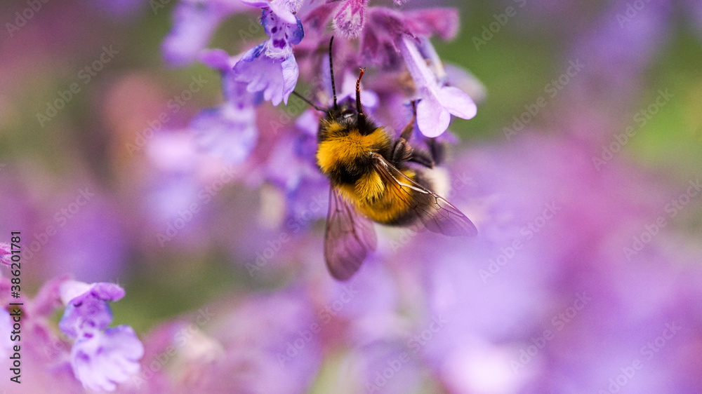 closeup of a bumblebee on lavender
closeup of a bumblebee on lavender