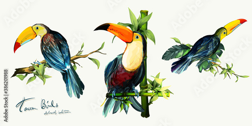Toucan birds on branches and bamboo with leaves. Set of three isolated on white. Hand drawn, watercolor illustration. Design elements. Vector - stock.