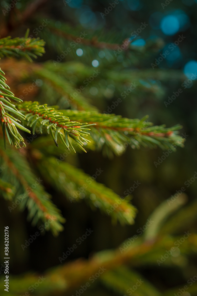Branches of a Christmas tree with needles and raindrops on a dark background. The background image for the puzzle