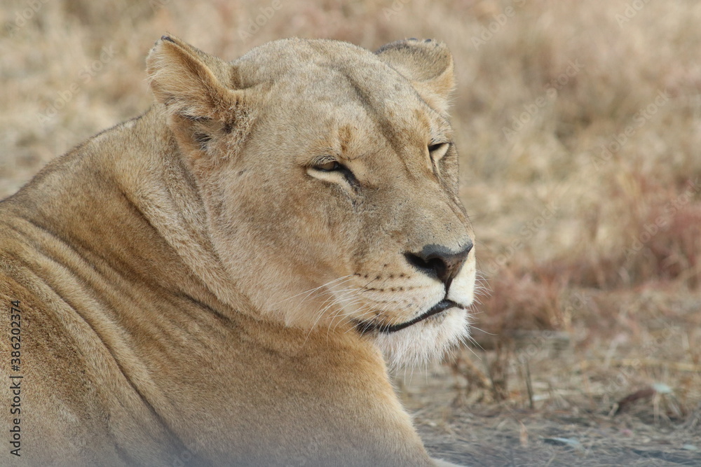 Photo taken in Lion and Safaripark, Broederstroom, South Africa. Photo taken in Lion and Safaripark, Broederstroom, South Africa.