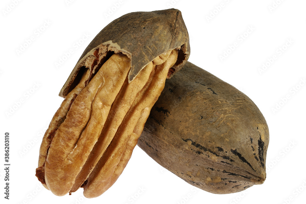 pecan nuts isolated on white background pecan nuts isolated on white background