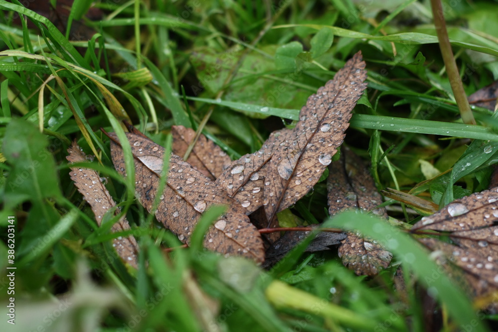 drops on a leaf drops on a leaf