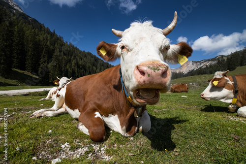 Closeup of a cow in Cortina D'ampezzo, famous ski resort in the Dolomites
