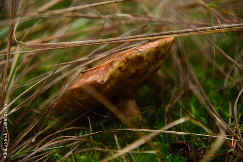 Boletus edulis in the autumn forest macro