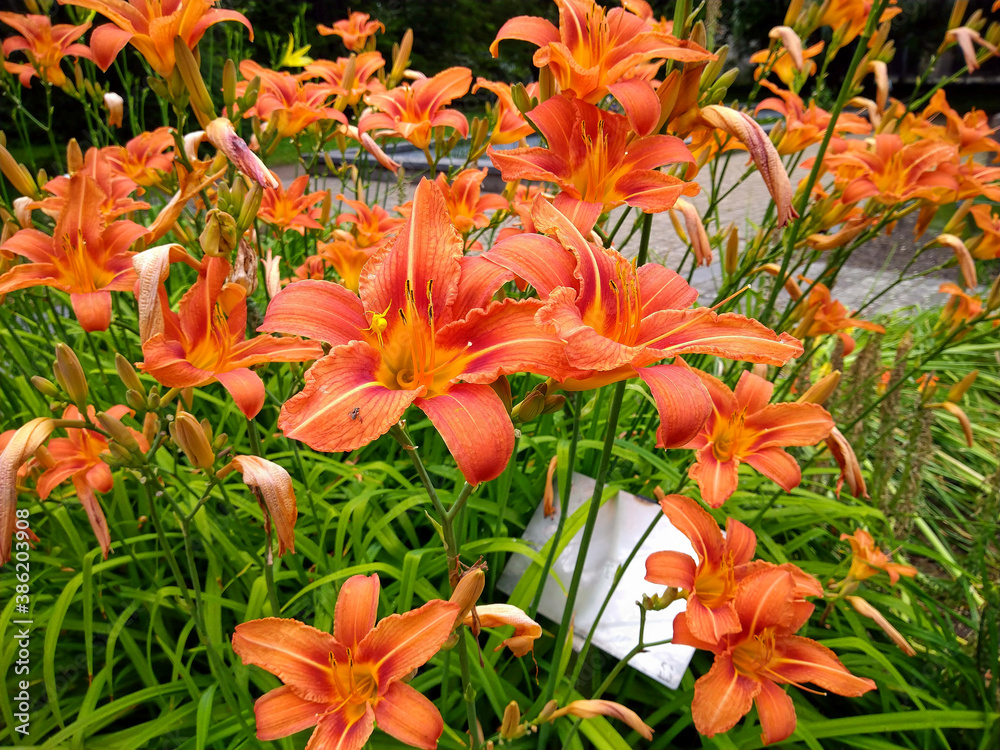 Orange day lily in the summer garden with a green background; hemerocallis fulva Orange day lily in the summer garden with a green background; hemerocallis fulva