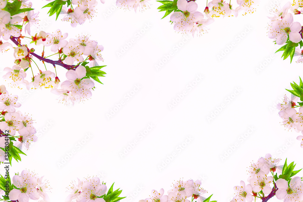 Flowering branch of cherry isolated on a white background.