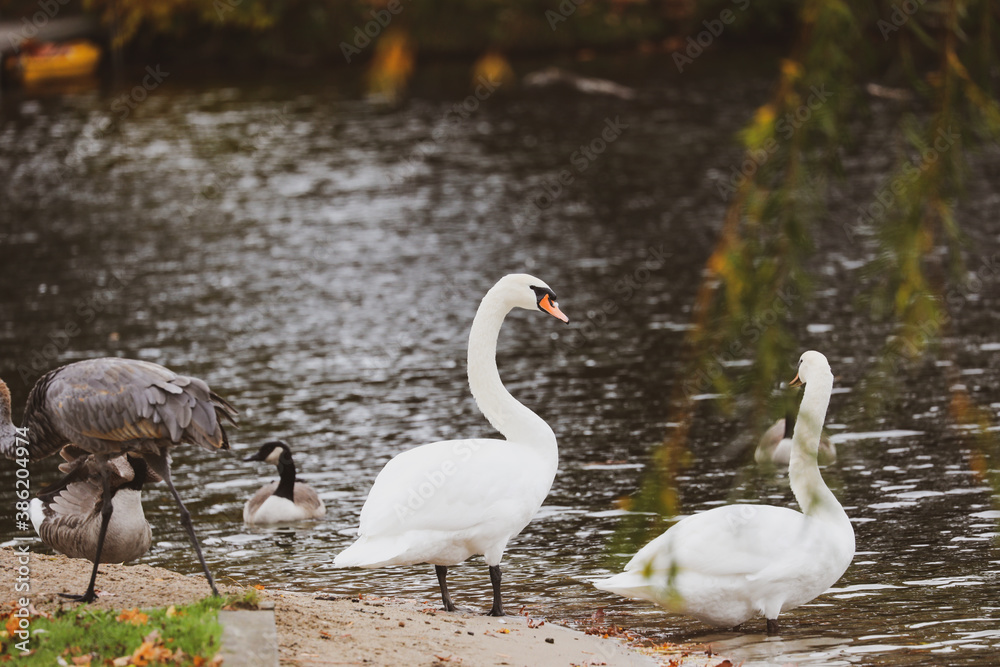 swans and cranes on a beach