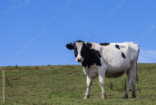 vache noire et blanche