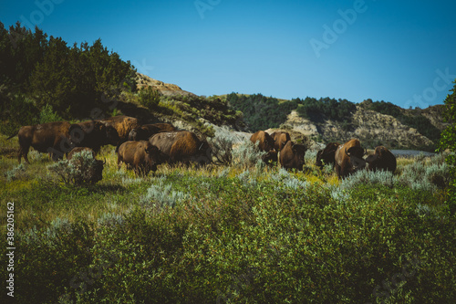 Bison Herding across Theodore Roosevelt National Park!