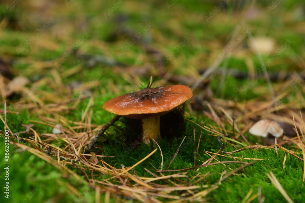 The edible young mushroom of Suillus growing in moss in the coniferous forest The edible young mushroom of Suillus growing in moss in the coniferous forest