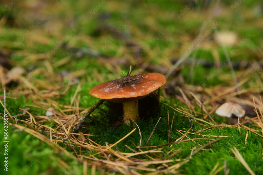 The edible young mushroom of Suillus growing in moss in the coniferous forest
