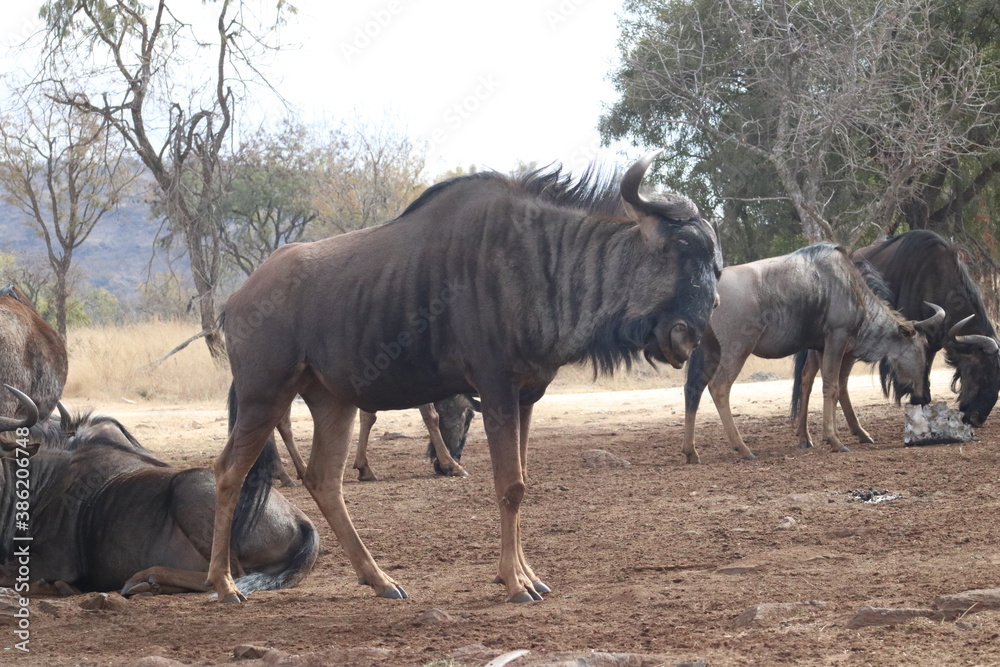 Photo taken in Lion and Safaripark, Broederstroom, South Africa. Photo taken in Lion and Safaripark, Broederstroom, South Africa.