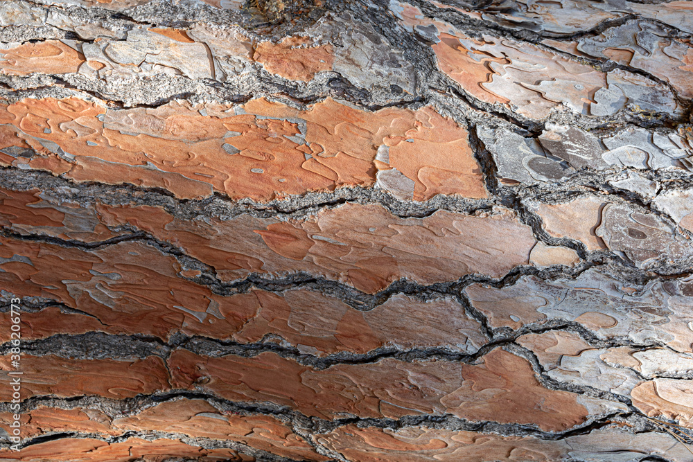 Fototapeta premium detail of the texture of the bark of a tree