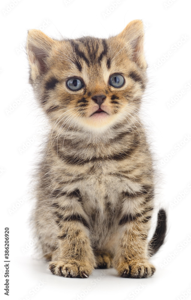 Kitten on white background.