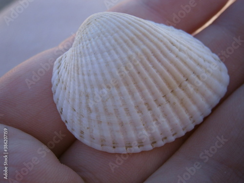 seashell shell rapan sea seashell hand background beach sand summer