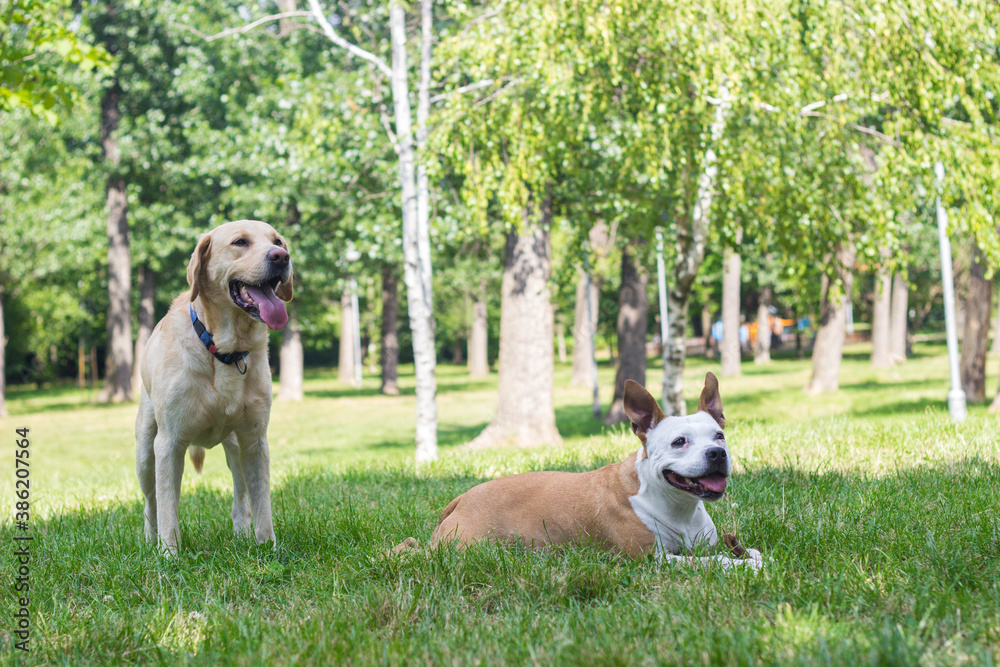 Obraz premium Happy dog friends playing in the park