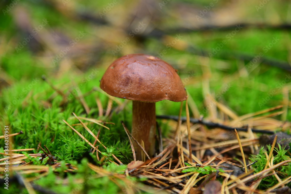 Boletus edulis in the autumn forest macro Boletus edulis in the autumn forest macro