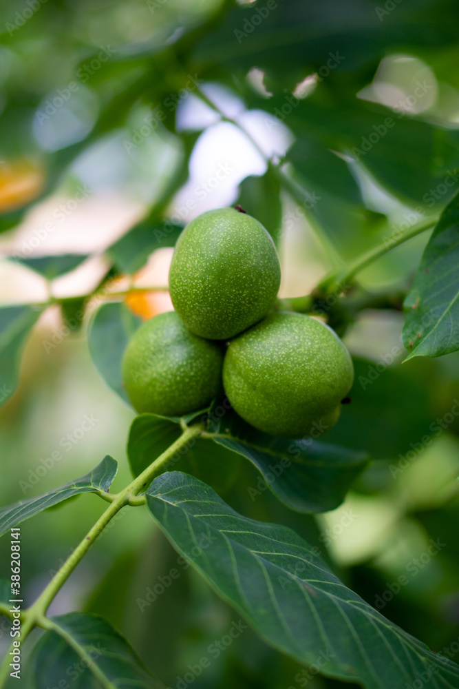 green walnuts on tree