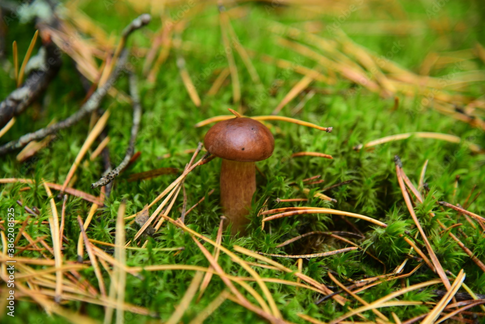 Boletus edulis in the autumn forest macro