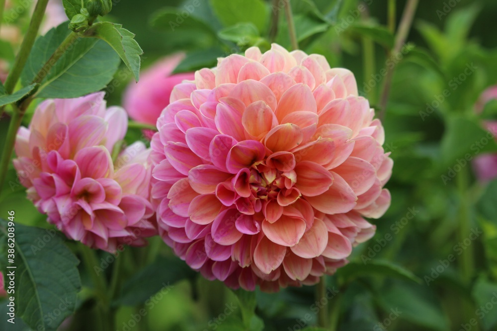 beautiful pink and peach dahlia flower.  closeup