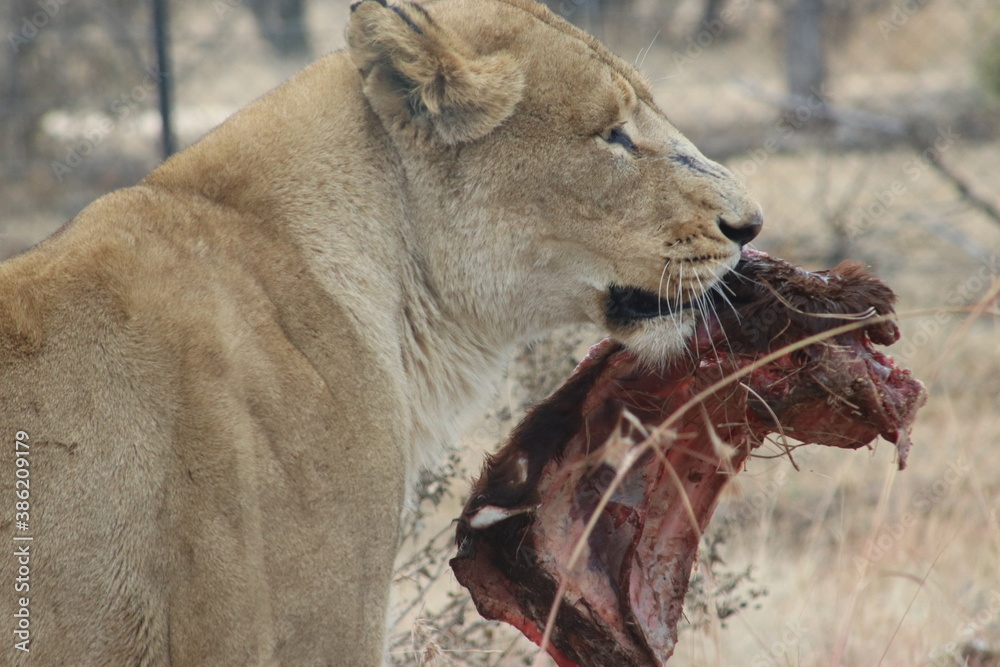 Naklejka premium Photo taken in Lion and Safaripark, Broederstroom, South Africa.