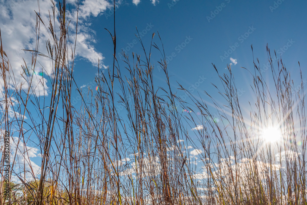 Sunshine in blue sky through blades of tall ornamental grass in field Sunshine in blue sky through blades of tall ornamental grass in field