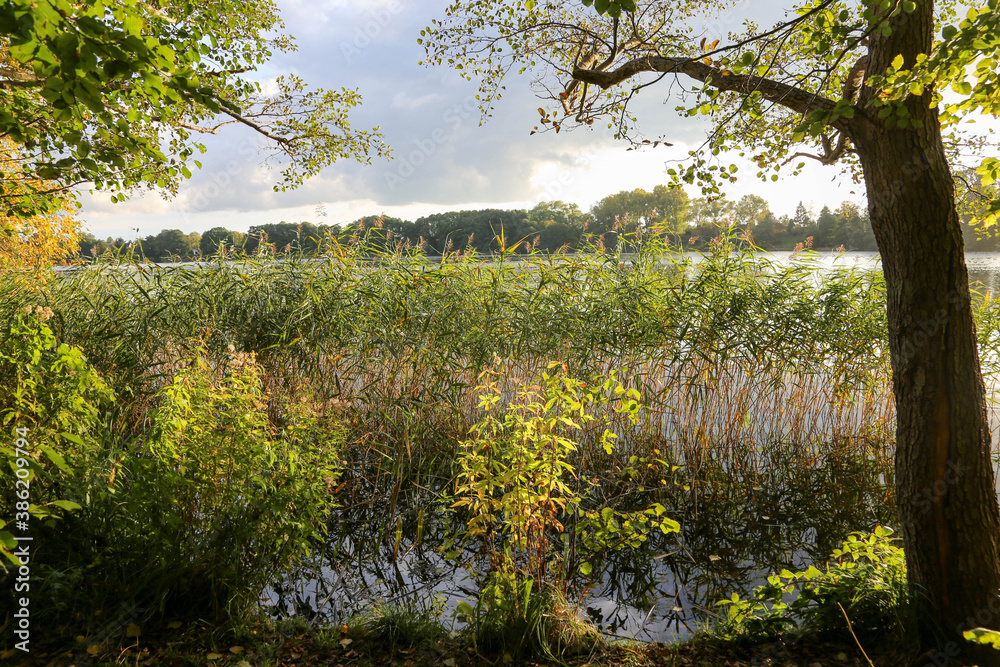 Fototapeta premium shore of lake with vegetation at Schaalsee, Germany