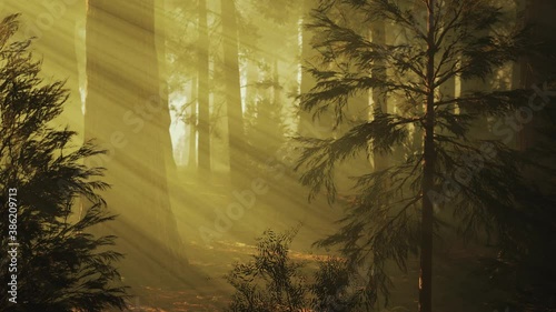 Loop Giant Sequoia Trees at summertime in Sequoia National Park, California