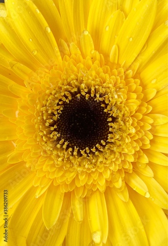 yellow gerbera flower.  macro photography