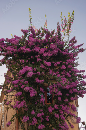 Cadaques, Girona, Spain: detail of ancient building covered with climbing bougainvillea pink flower during summer vertical