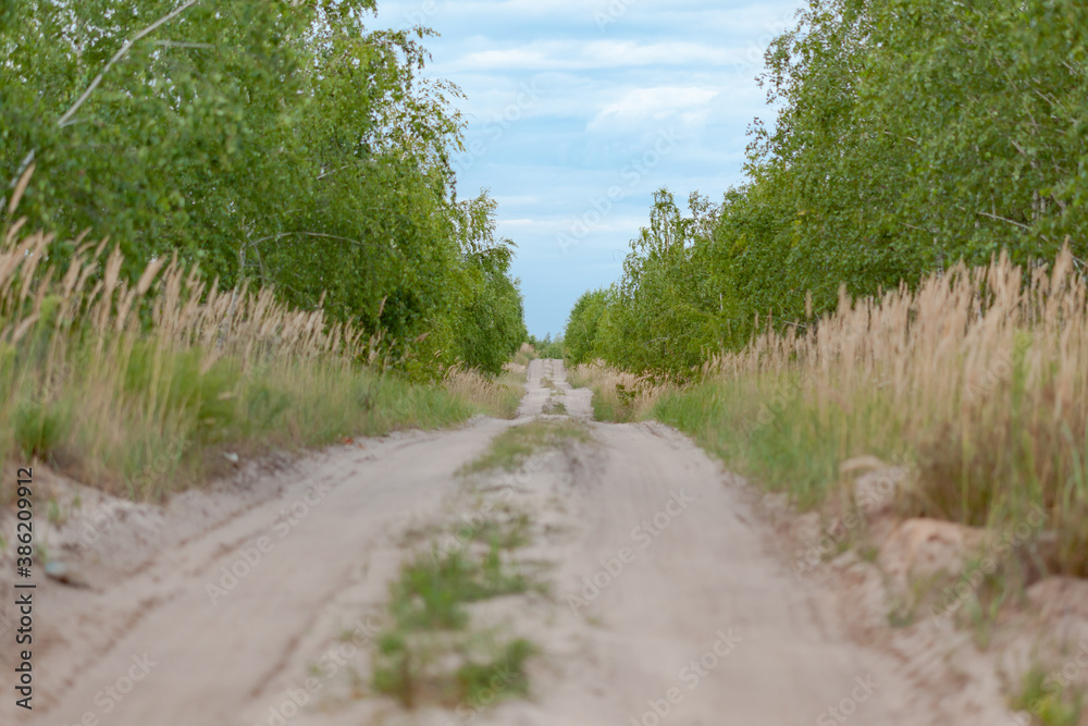 the dirt road that goes into the distance, filmed from below, trees grow along the road the dirt road that goes into the distance, filmed from below, trees grow along the road