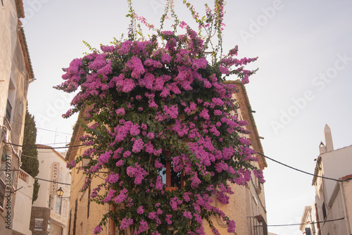 Cadaques, Girona, Spain: old building covered with climbing bougainvillea pink flower surrounded by other white houses during summer 