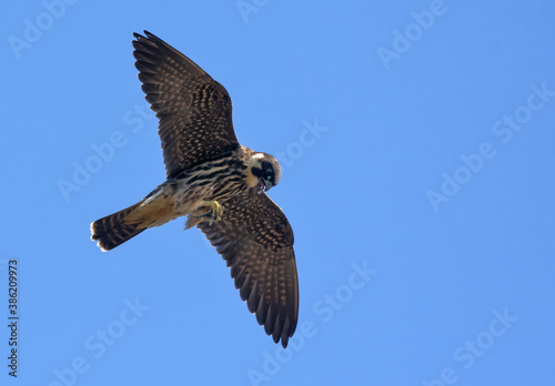 Adult Eurasian hobby (Falco subbuteo) flying with dragonfly catched in claws