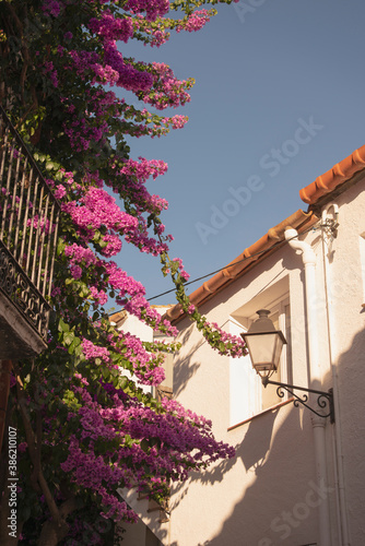 typical Cadaques, Girona, Spain white house detail with blue sky and climbing bougainvillea pink flower during summer on a sunny day