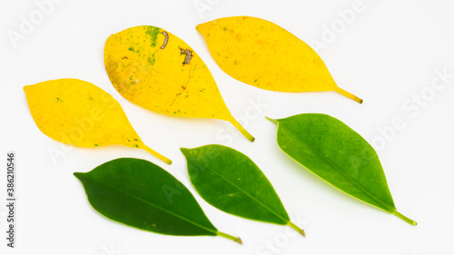 Korean banyan on a white background with green and yellow leaves.