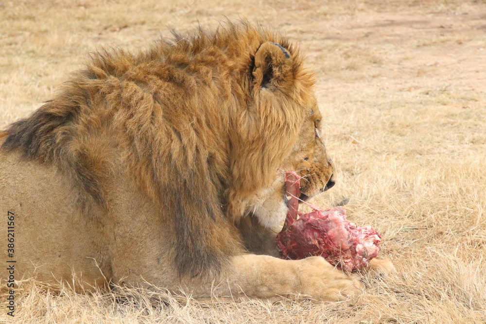Naklejka premium Photo taken in Lion and Safaripark, Broederstroom, South Africa.