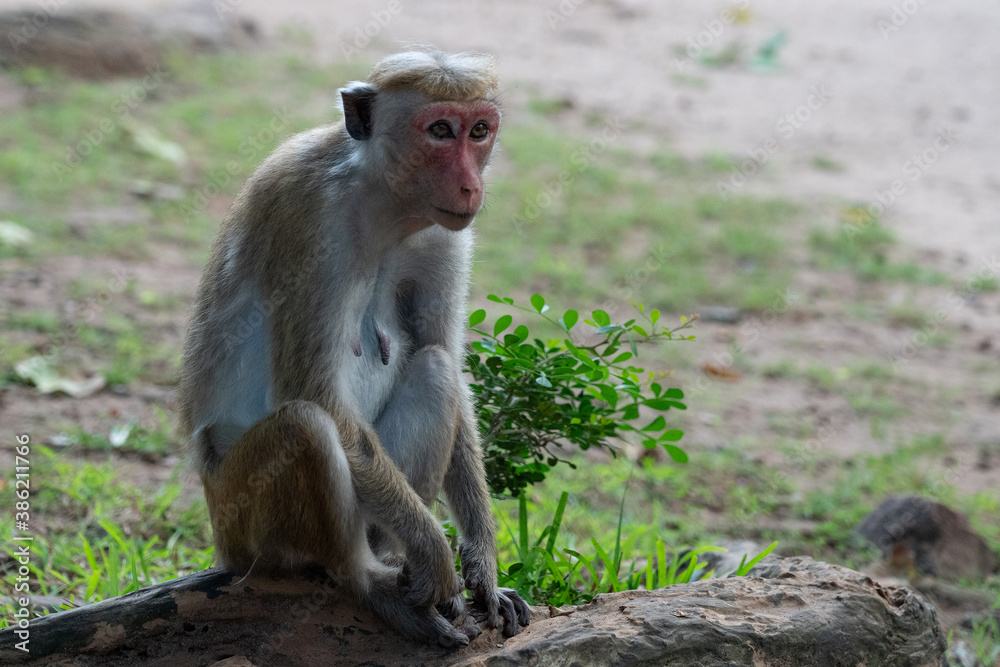 Cute monkey sitting on tree trunk, Sri Lanka Cute monkey sitting on tree trunk, Sri Lanka