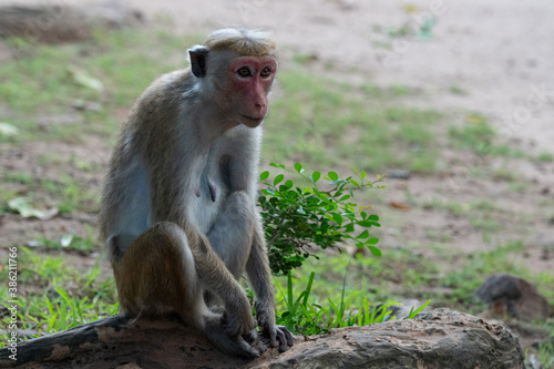 Cute monkey sitting on tree trunk  Sri Lanka