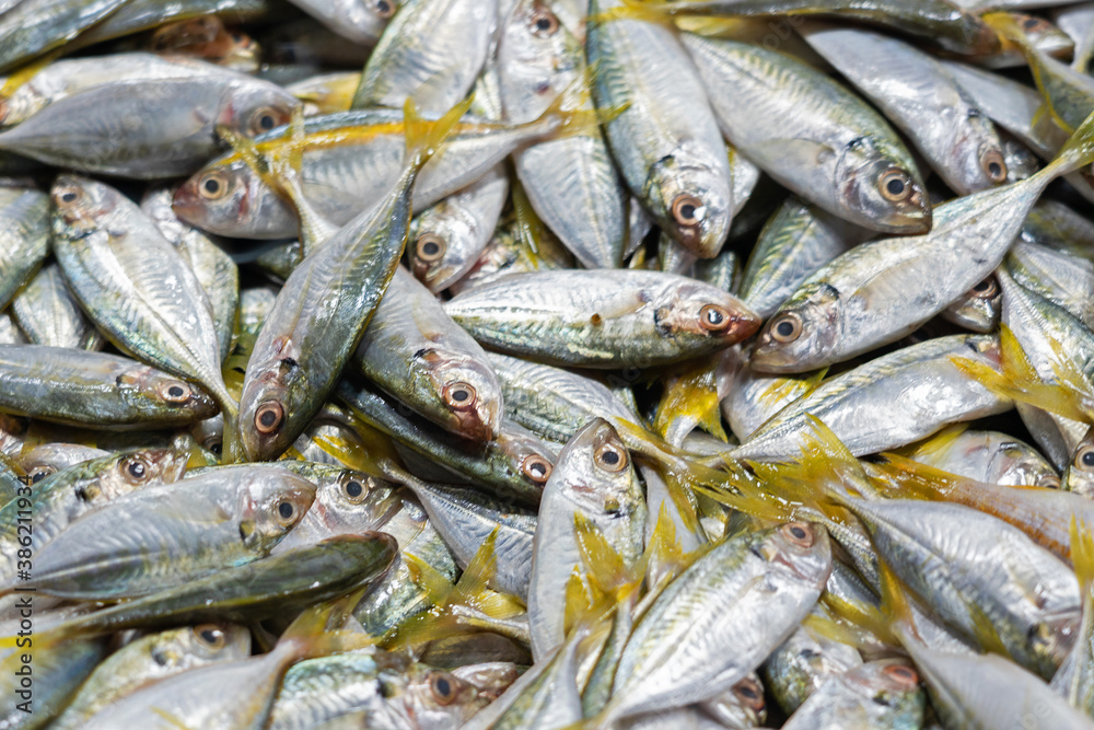Fototapeta premium Sea fish on the market, Sri Lanka