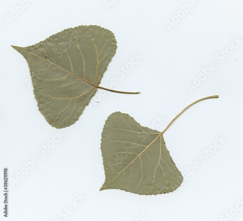 Fototapeta Naklejka Na Ścianę i Meble -  autumn leafes