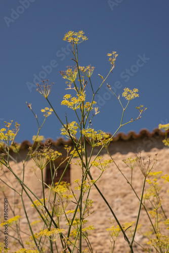 yellow flower detail with blue sky and old stone wall in the background on a sunny day