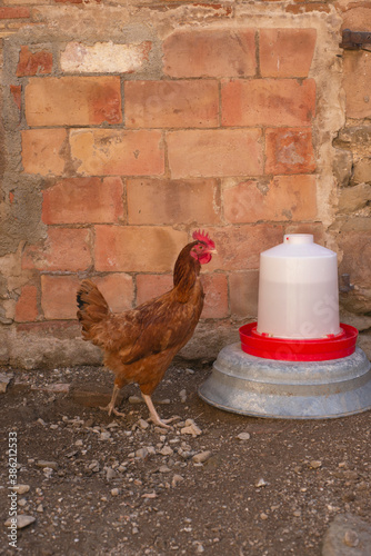 Brown hen walking and brick wall at the farmhouse 