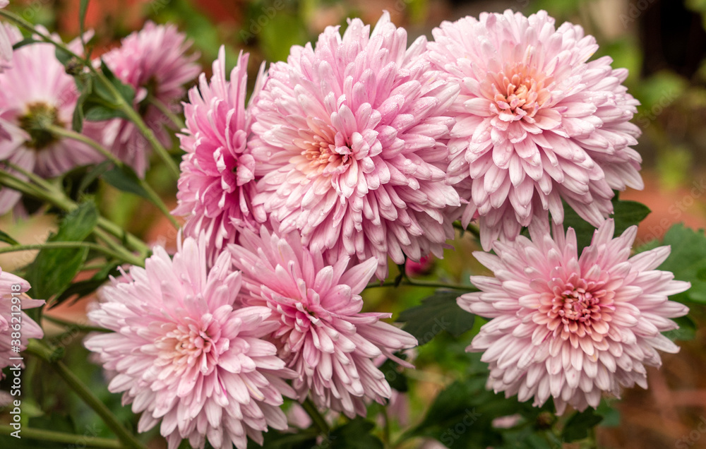 Selective focus. Close up view of beautiful pink chrysanthemum flowers. Selective focus. Close up view of beautiful pink chrysanthemum flowers.
