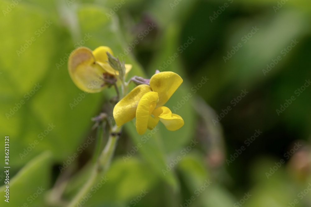 Flower of a rice bean, Vigna umbellata Flower of a rice bean, Vigna umbellata
