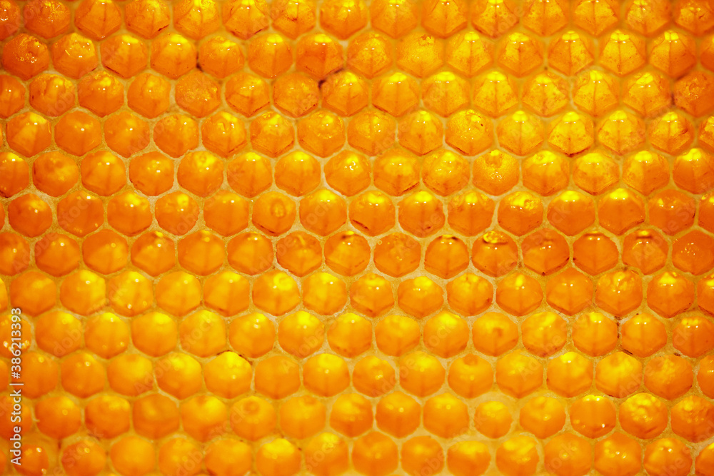 Honeycomb close-up, honey from the beehive. Natural farm product, it is free of nitrates and pesticides